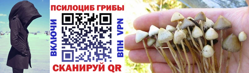 Галлюциногенные грибы Psilocybe  Макарьев 